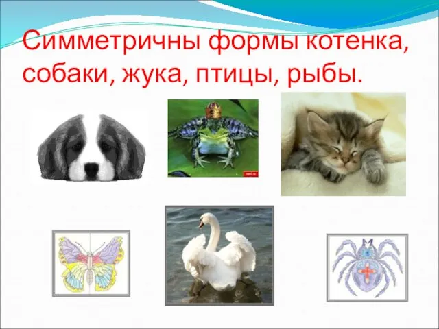 Симметричны формы котенка, собаки, жука, птицы, рыбы.