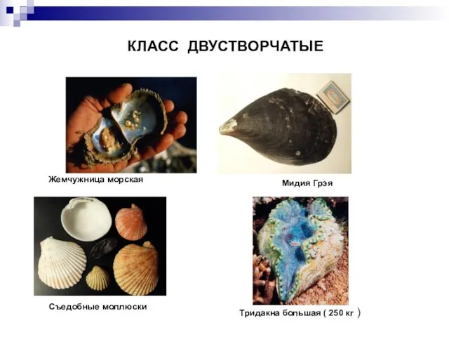 КЛАСС ДВУСТВОРЧАТЫЕ Жемчужница морская Съедобные моллюски Мидия Грэя Тридакна большая ( 250 кг )