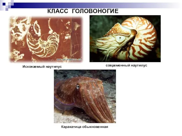 КЛАСС ГОЛОВОНОГИЕ Ископаемый наутилус современный наутилус Каракатица обыкновенная