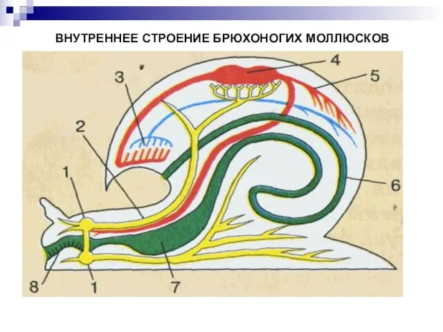 ВНУТРЕННЕЕ СТРОЕНИЕ БРЮХОНОГИХ МОЛЛЮСКОВ