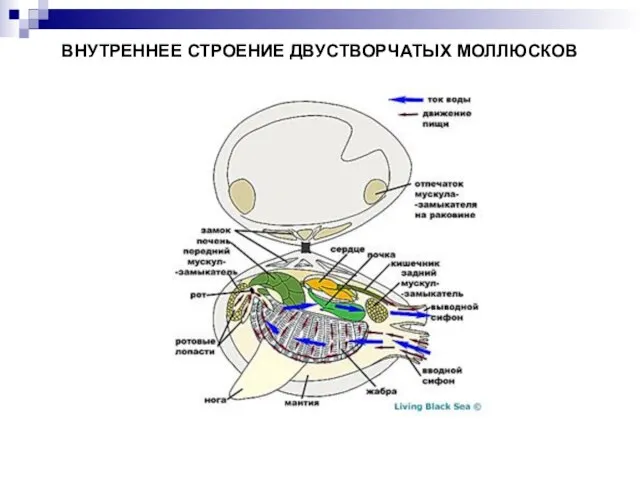 ВНУТРЕННЕЕ СТРОЕНИЕ ДВУСТВОРЧАТЫХ МОЛЛЮСКОВ