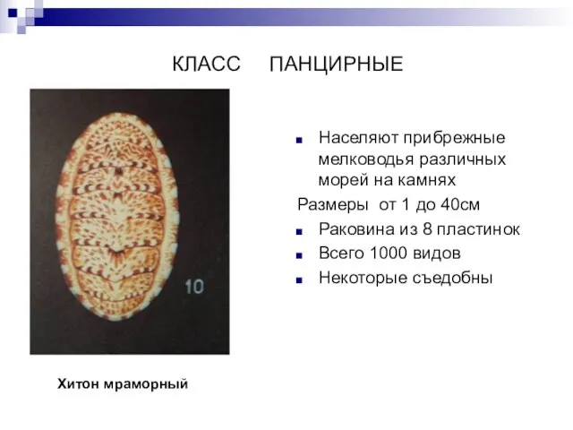 КЛАСС ПАНЦИРНЫЕ Населяют прибрежные мелководья различных морей на камнях Размеры от 1