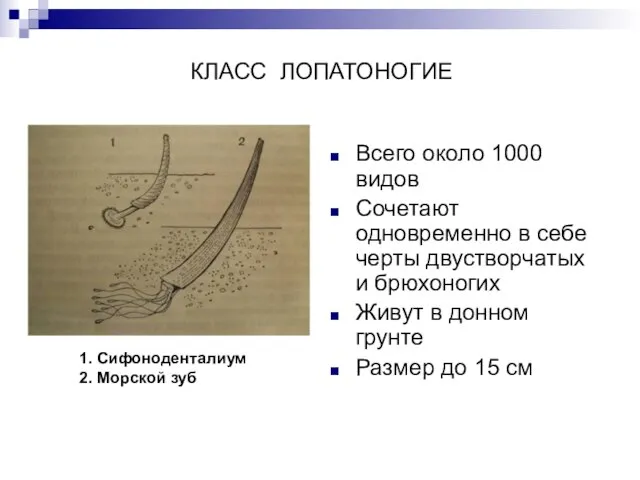 КЛАСС ЛОПАТОНОГИЕ Всего около 1000 видов Сочетают одновременно в себе черты двустворчатых