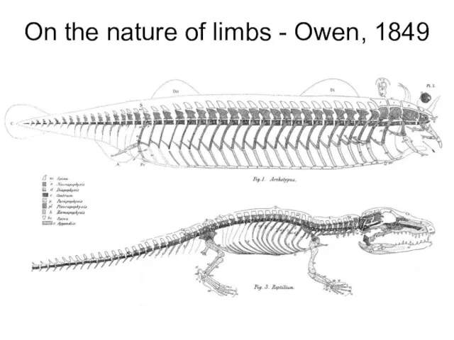 On the nature of limbs - Owen, 1849
