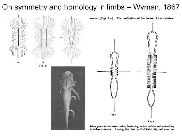 On symmetry and homology in limbs – Wyman, 1867