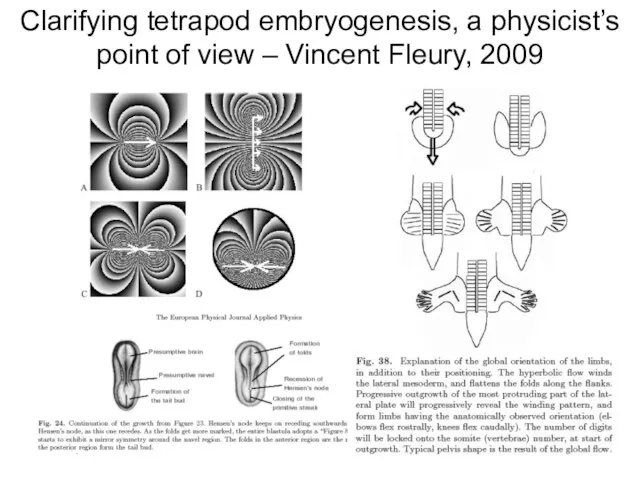 Clarifying tetrapod embryogenesis, a physicist’s point of view – Vincent Fleury, 2009