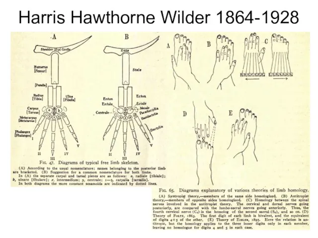Harris Hawthorne Wilder 1864-1928