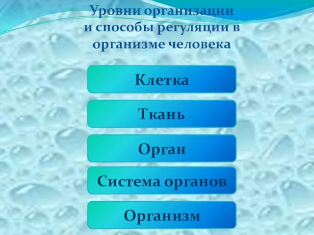 Уровни организации и способы регуляции в организме человека Клетка Ткань Орган Система органов Организм