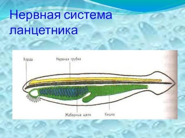 Нервная система ланцетника