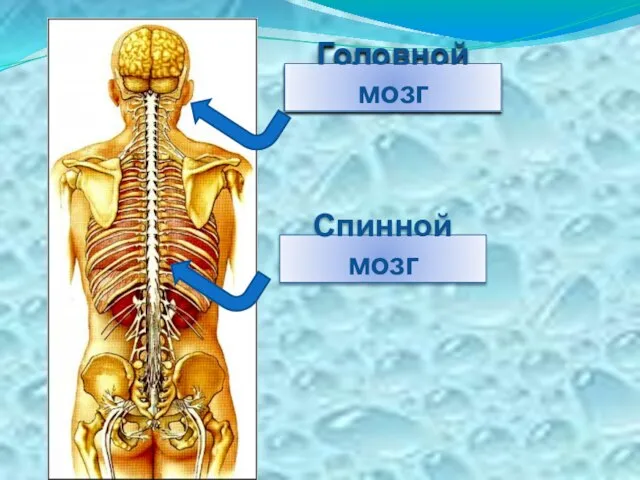 Спинной мозг Головной мозг