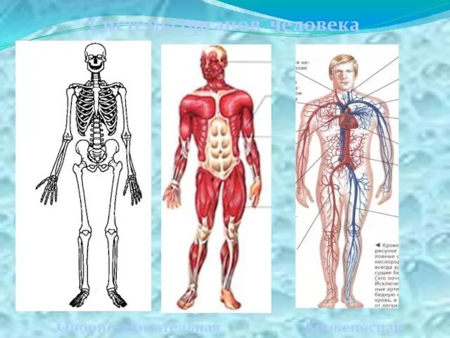 Системы органов человека Опорно-двигательная Кровеносная