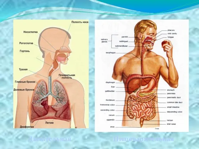 Дыхательная Пищеварительная