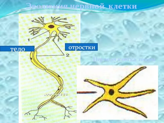 тело отростки Нервная клетка гидры Эволюция нервной клетки