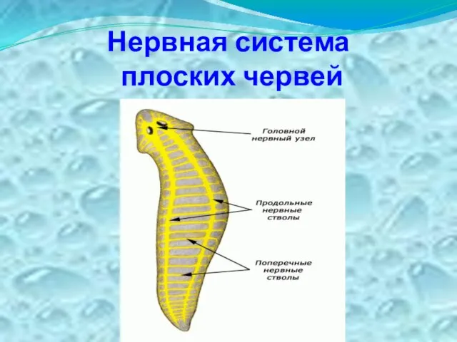 Нервная система плоских червей