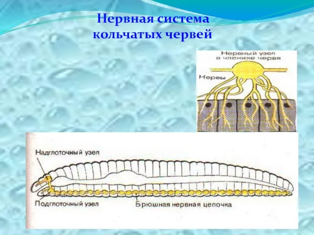 Нервная система кольчатых червей