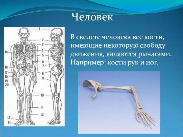 Человек В скелете человека все кости, имеющие некоторую свободу движения, являются рычагами.