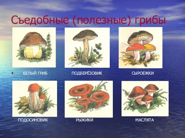 Съедобные (полезные) грибы БЕЛЫЙ ГРИБ ПОДБЕРЁЗОВИК СЫРОЕЖКИ ПОДОСИНОВИК РЫЖИКИ МАСЛЯТА