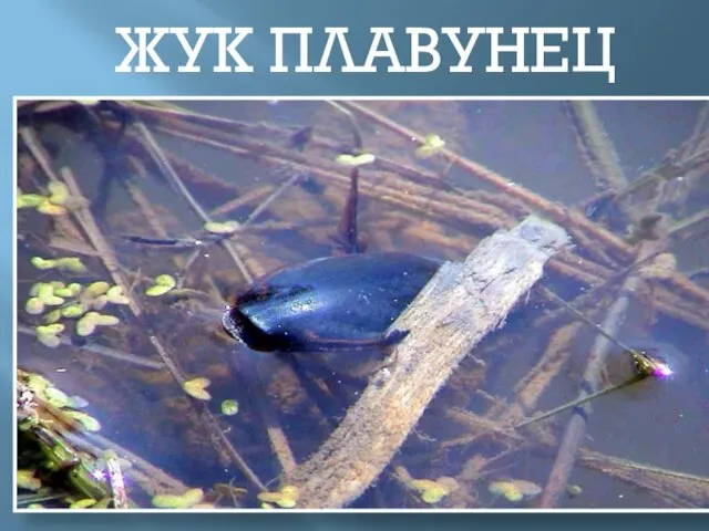 ЖУК ПЛАВУНЕЦ