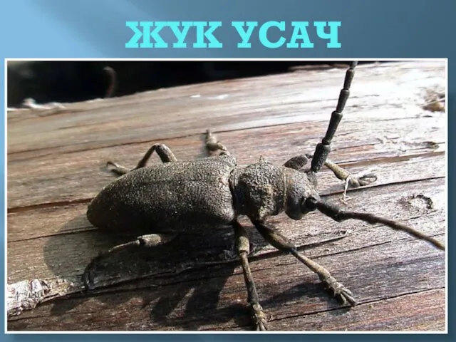 ЖУК УСАЧ