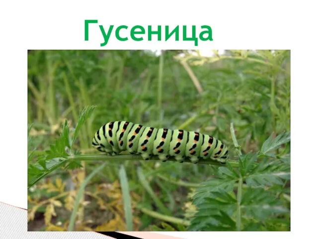 Гусеница