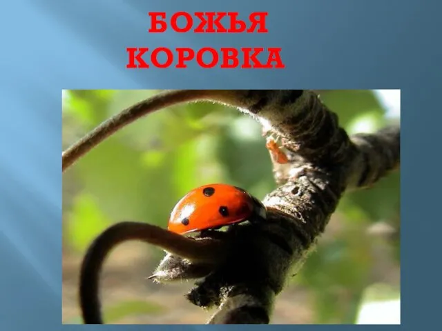 БОЖЬЯ КОРОВКА