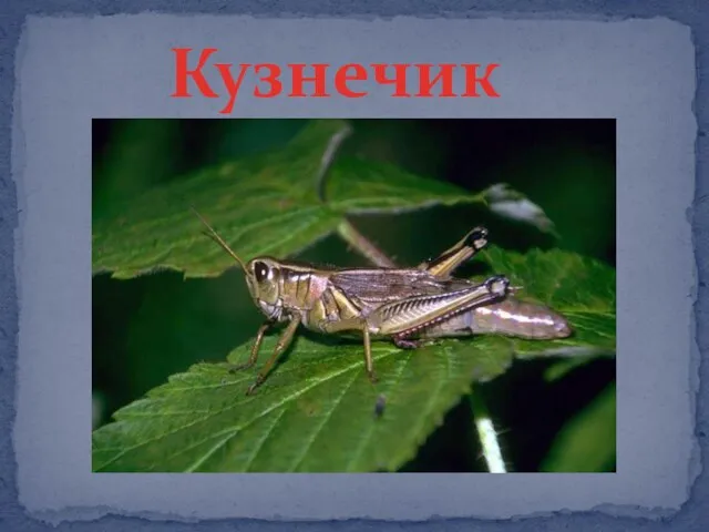 Кузнечик