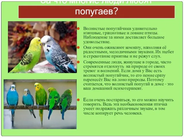 За что многие люди любят попугаев? Волнистые попугайчики удивительно изящные, грациозные и