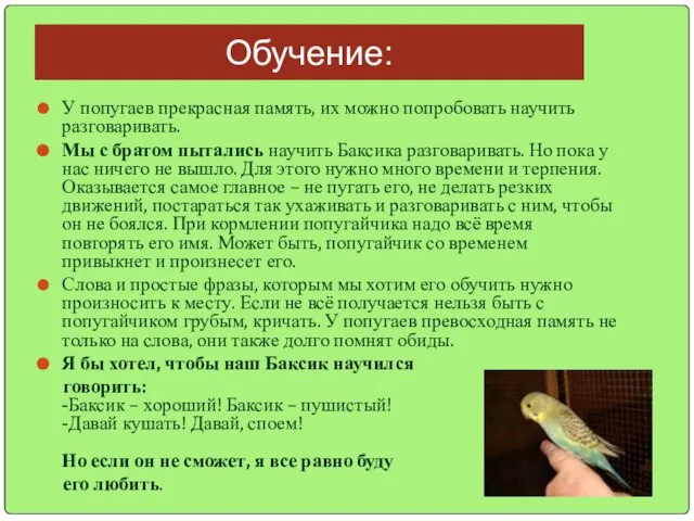 Обучение: У попугаев прекрасная память, их можно попробовать научить разговаривать. Мы с