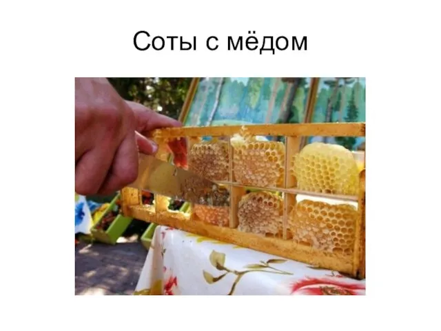 Соты с мёдом