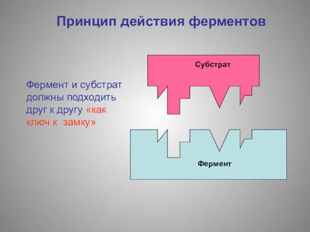 Принцип действия ферментов Фермент Фермент и субстрат должны подходить друг к другу «как ключ к замку»