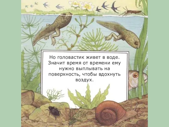 Но головастик живет в воде. Значит время от времени ему нужно выплывать