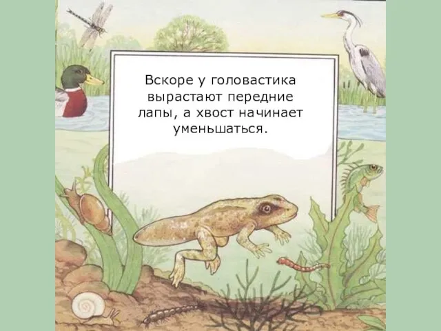 Вскоре у головастика вырастают передние лапы, а хвост начинает уменьшаться.