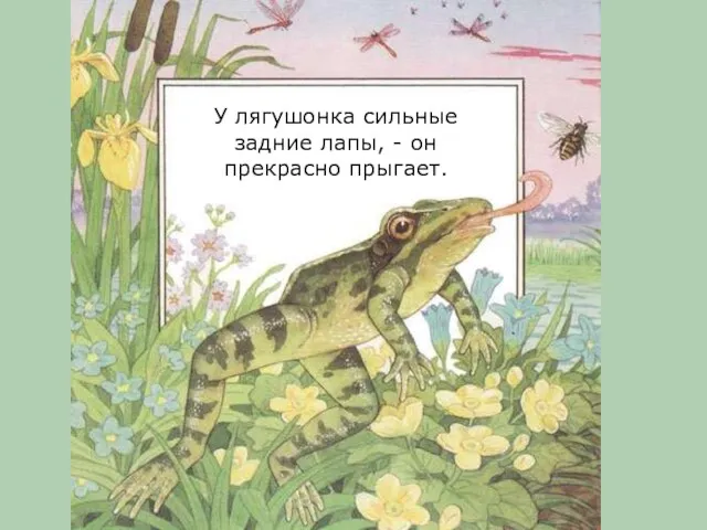 У лягушонка сильные задние лапы, - он прекрасно прыгает.