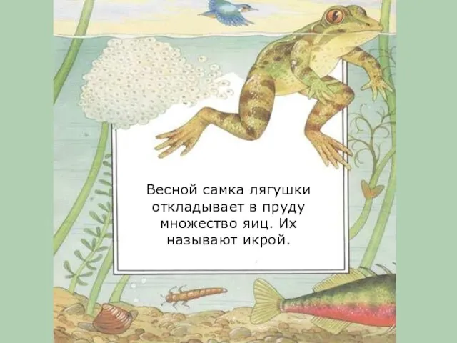 Весной самка лягушки откладывает в пруду множество яиц. Их называют икрой.