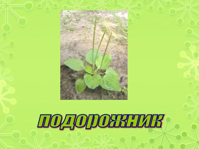 подорожник