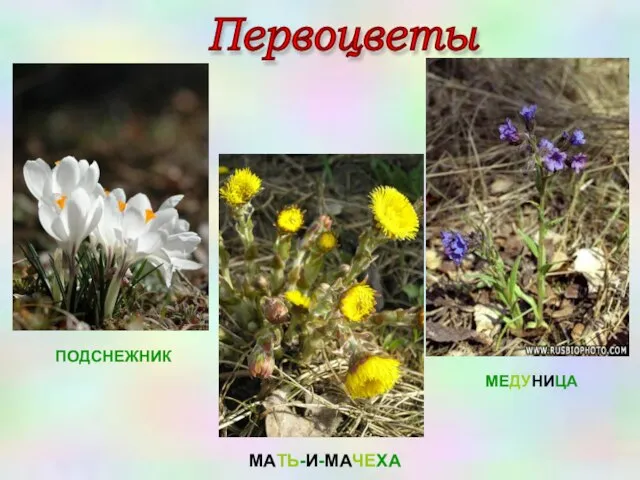 Первоцветы МЕДУНИЦА ПОДСНЕЖНИК МАТЬ-И-МАЧЕХА