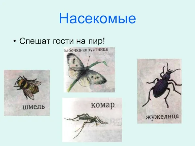 Насекомые Спешат гости на пир!