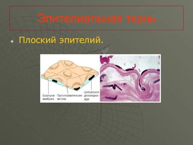Эпителиальная ткань Плоский эпителий.