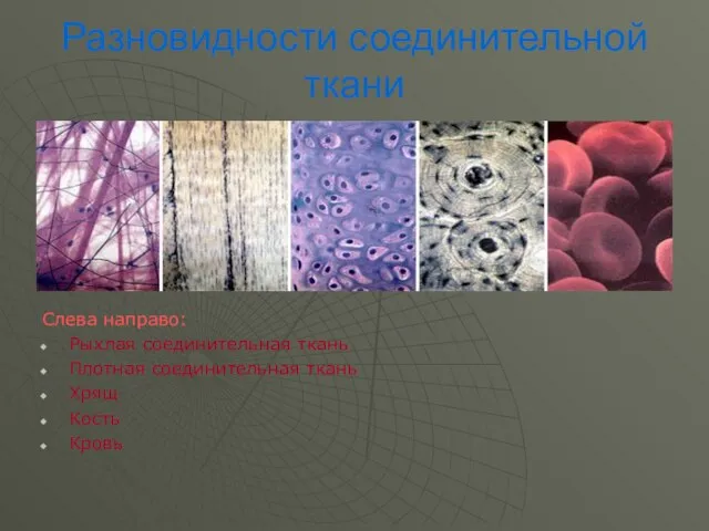 Разновидности соединительной ткани Слева направо: Рыхлая соединительная ткань Плотная соединительная ткань Хрящ Кость Кровь