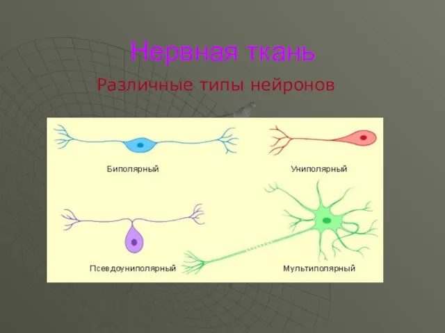 Нервная ткань Различные типы нейронов