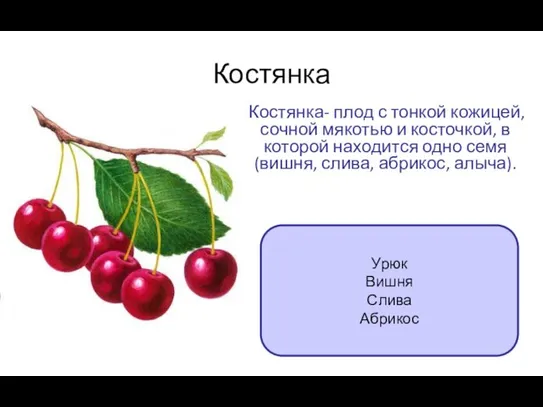Костянка Костянка- плод с тонкой кожицей, сочной мякотью и косточкой, в которой