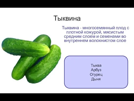 Тыквина Тыквина - многосемянный плод с плотной кожурой, мясистым средним слоем и