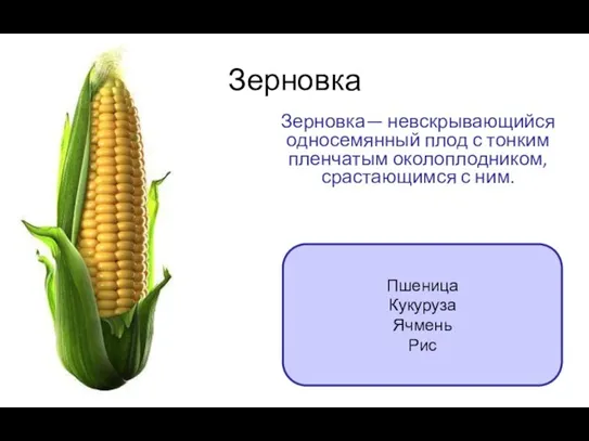 Зерновка Зерновка— невскрывающийся односемянный плод с тонким пленчатым околоплодником, срастающимся с ним. Пшеница Кукуруза Ячмень Рис