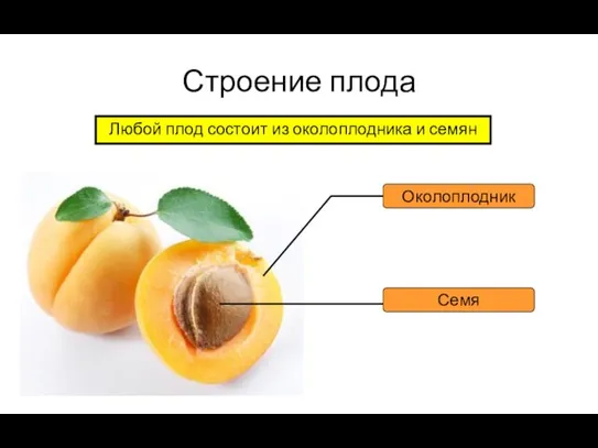 Строение плода Любой плод состоит из околоплодника и семян Околоплодник Семя