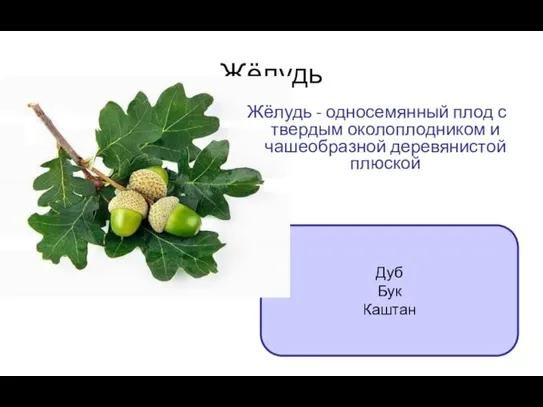 Жёлудь Дуб Бук Каштан Жёлудь - односемянный плод с твердым околоплодником и чашеобразной деревянистой плюской
