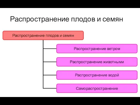 Распространение плодов и семян