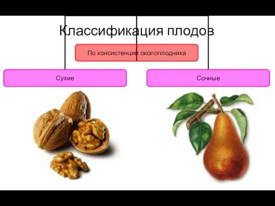 Классификация плодов