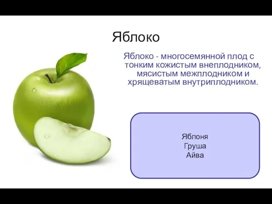 Яблоко Яблоко - многосемянной плод с тонким кожистым внеплодником, мясистым межплодником и