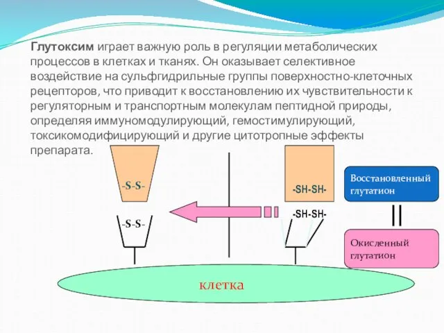 клетка -S-S- -S-S- -SH-SH- -SH-SH- Восстановленный глутатион Окисленный глутатион Окисленный глутатион Глутоксим