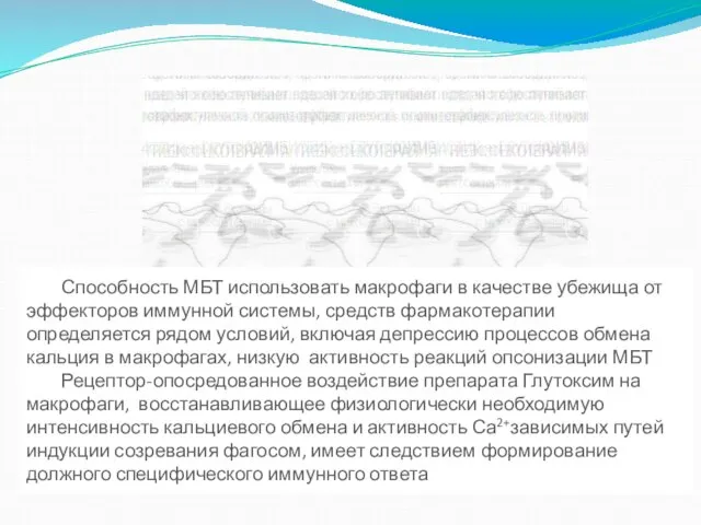 Способность МБТ использовать макрофаги в качестве убежища от эффекторов иммунной системы, средств